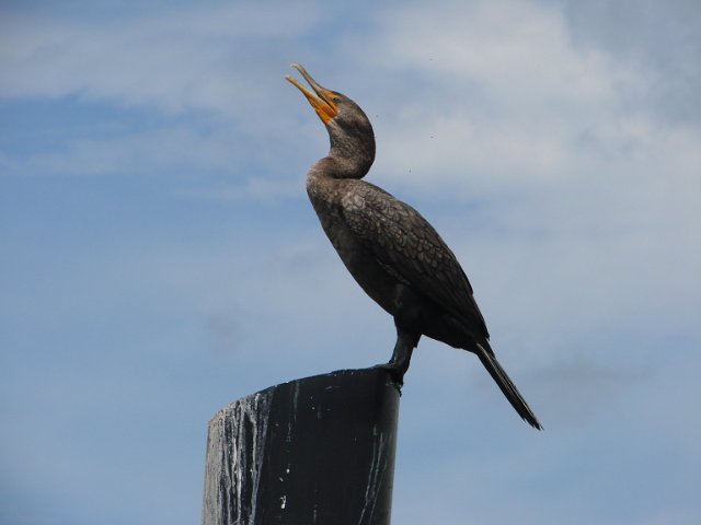 020_Double-crested Cormorant